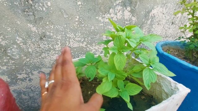 5 गलतियां जिसके कारण तुलसी कभी नहीं बढ़ती। इन पांच गलतियों के कारण तुलसी का पौधा सूख जाता है।Tulsi смотреть онлайн