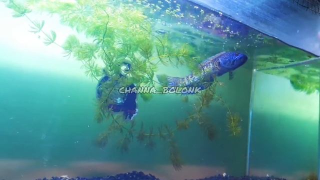 Channa Aurantimaculata