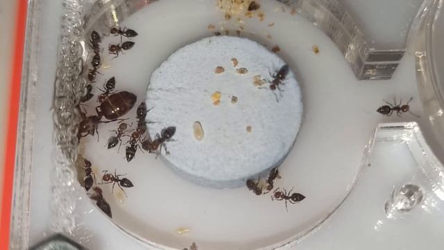 Crematogaster Scutellaris смотреть онлайн