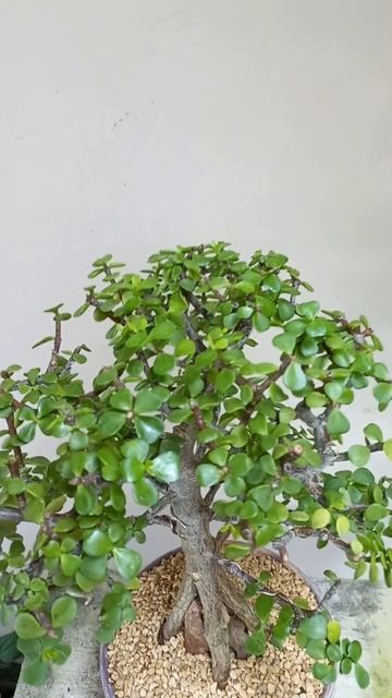 Portulacaria afra, árbol de la abundancia, jade monedita ¿como Bonsai si o no? ¿que opinas? смотреть онлайн