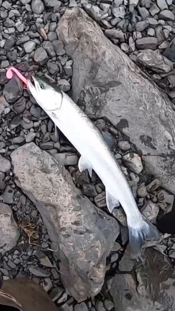 Dolly Varden ON! Steelhead worm 🪱 MAGIC! смотреть онлайн