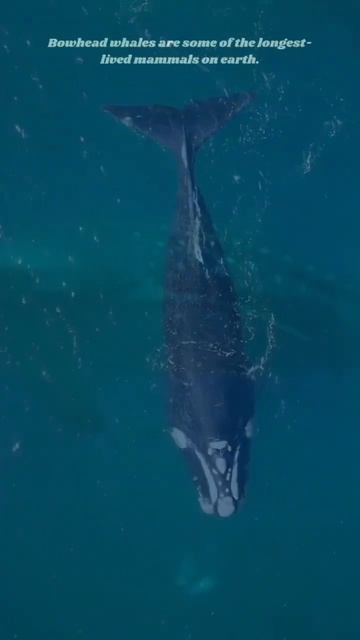 Ten Whale Facts. смотреть онлайн