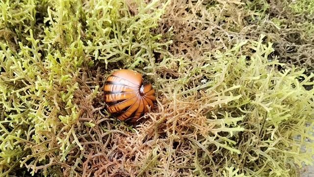 Pill Millipede (Gonggok Guli) - Serangga peliharaan yang mahal mengikut jenis dan corak. смотреть онлайн