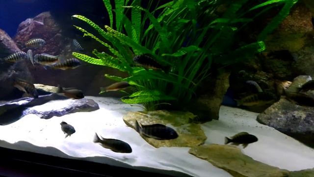 Tropheus Murago Tanzania WF/F1 Stand 02.12.2018 смотреть онлайн