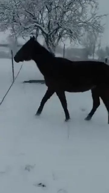 Карачаевский жеребчик Джокер. Врожденный иноходец . Владелец Калабеков Рахман смотреть онлайн