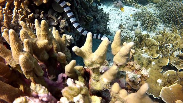 Wakatobi - Banded Sea Krait смотреть онлайн