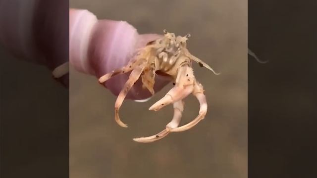Краб отшельник смотреть онлайн