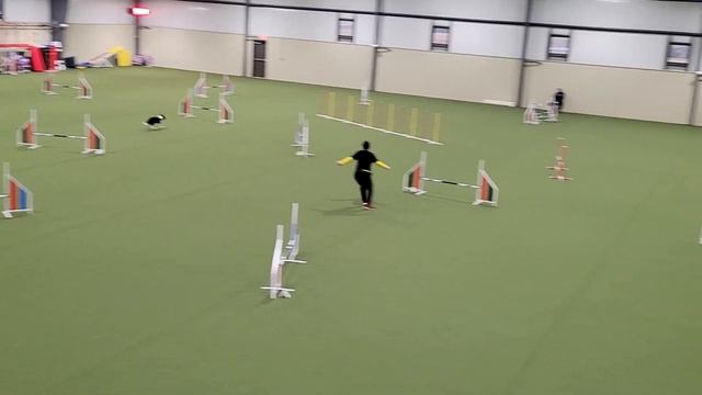 2/12/23 Rebel Master JWW NQ - ACCC AKC Trial (RSCR) смотреть онлайн