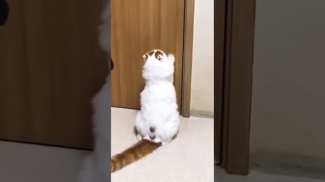 На это можно смотреть ВЕЧНО!! Смешные Кошки и Собаки! 😂😂😂 #Shorts смотреть онлайн