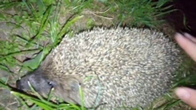 ночной гость ёж не пострадал отпустили сразу смотреть онлайн