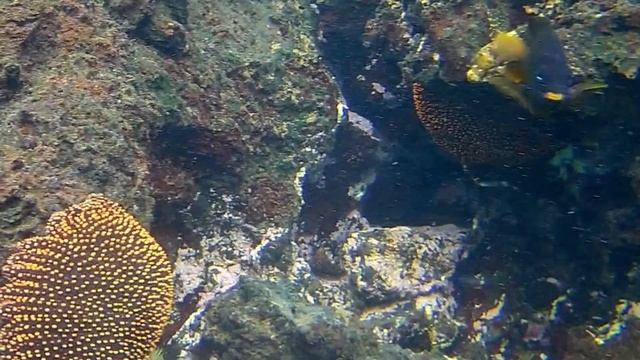 GALAPAGOS FEB 2020 UNDERWATER! смотреть онлайн