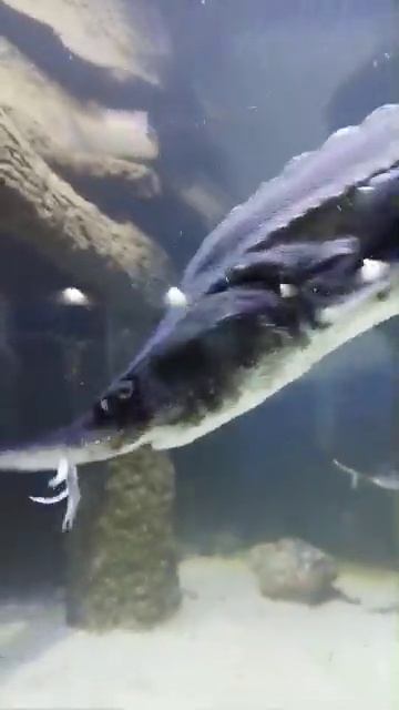 #Белуга смотреть онлайн