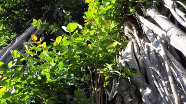 IGUAZU by KOBAYA BEACH смотреть онлайн