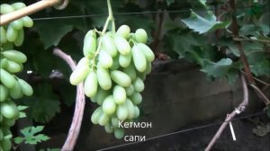 Кетмон сапи