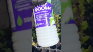 Пересадка гортензии из кассеты в Р-9