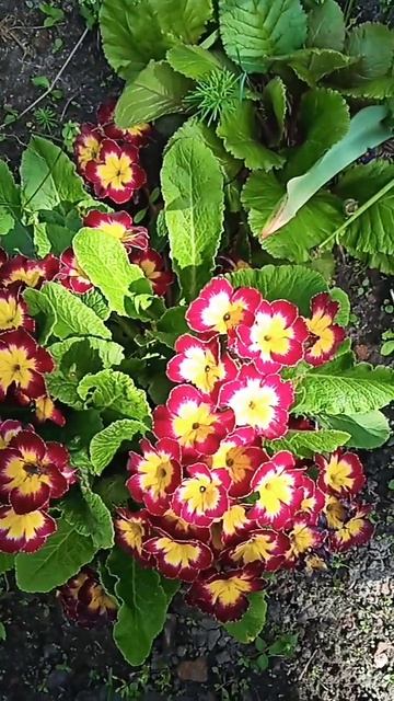 сортовая примула смотреть онлайн