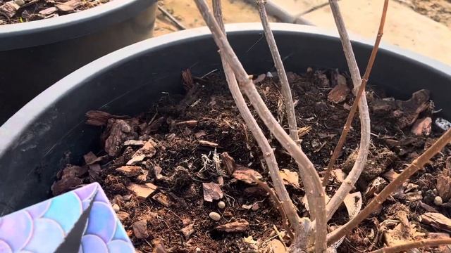 Начинаю обрезку метельчатых гортензий 2024 года смотреть онлайн