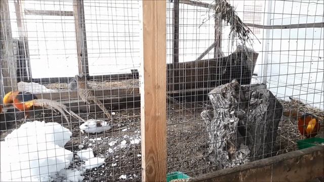 Фазаны завтракают! смотреть онлайн