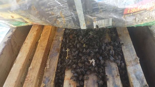 Зимовка бакфаста из Германии и F1 груп 20 января 2018г. Ч1 смотреть онлайн