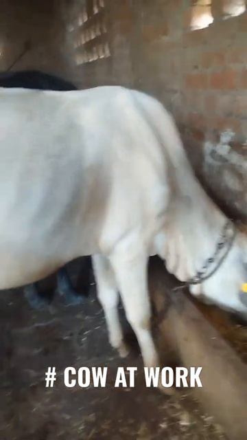 #WHITE COW EAT FOOD смотреть онлайн