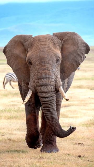 Jungle animals in the wild |💯💥 Animals short video #shorts #trending #viral смотреть онлайн