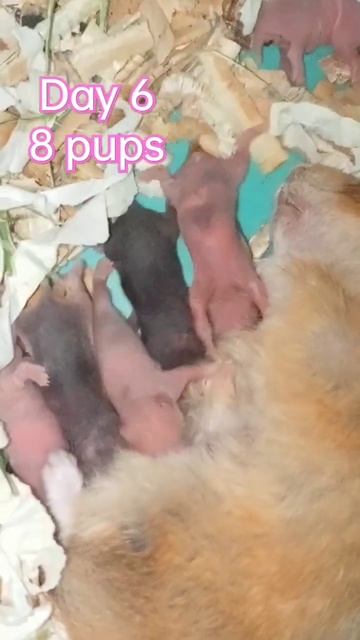 hamster breeding project day 6 смотреть онлайн