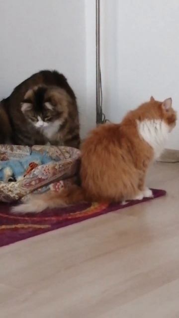 Котик Яша и рыжий хвост