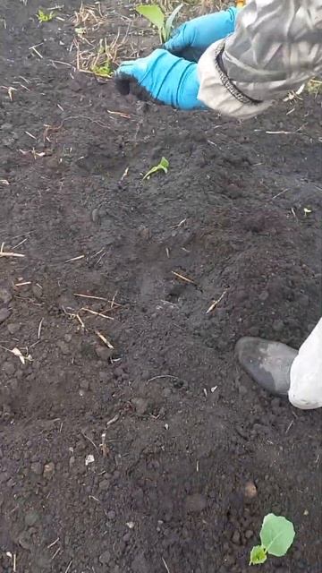 Дождь прошёл, капусте пора в огород. Липецк. 17.04.2024г смотреть онлайн