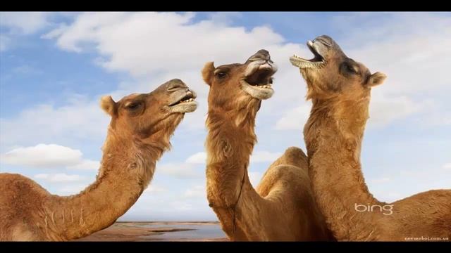 ВЕРБЛЮДЫ часть  2