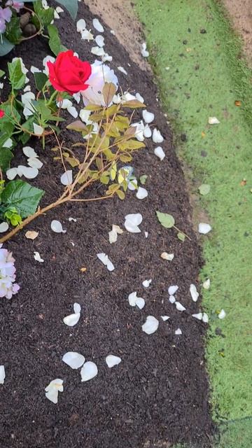 half of dads grave is covered with soil and petals. #grave #dad #petals смотреть онлайн