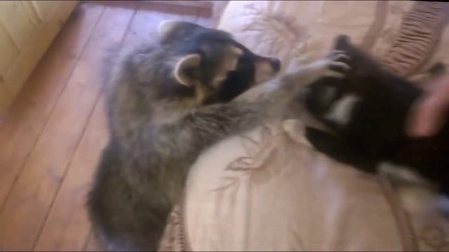 Енот и кот смотреть онлайн