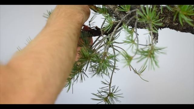 ASMR Bonsai |  Pinyon Pine