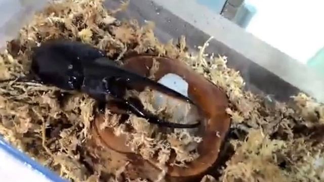 海神大兜蟲 Dynastes neptunus смотреть онлайн