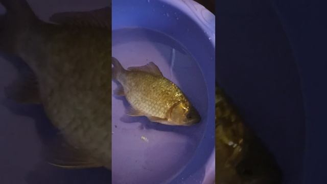 Мои любимые подписчики. Это чудо из чудес.Карась рыба 🐠🐋🐟к жизни вернулся. Фильм 1ый.28 апреля 2023 смотреть онлайн