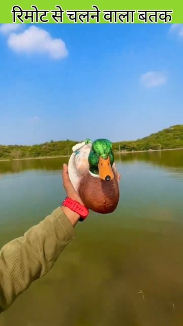 Rc Duck#viralshorts #shorts смотреть онлайн