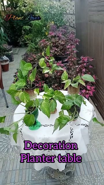 Planter table decorations by money plant l pothos growing in mini pot l Made it at home l смотреть онлайн