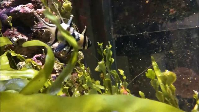 Pterapogon kauderni & Synchiropus ocellatus смотреть онлайн