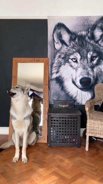 Don't know what this coyote is singing? #short