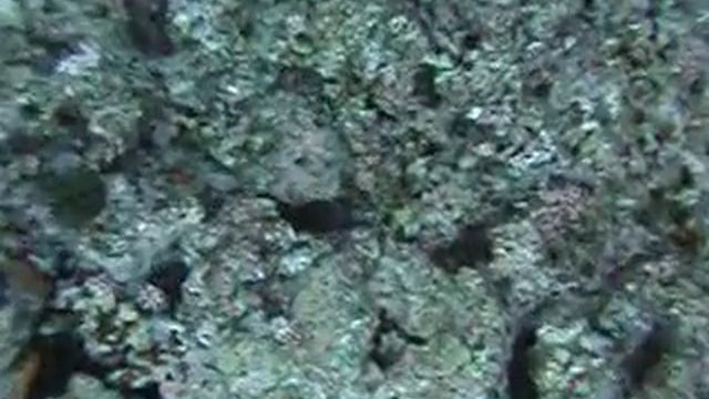 Hiding Common Reef Octopus смотреть онлайн