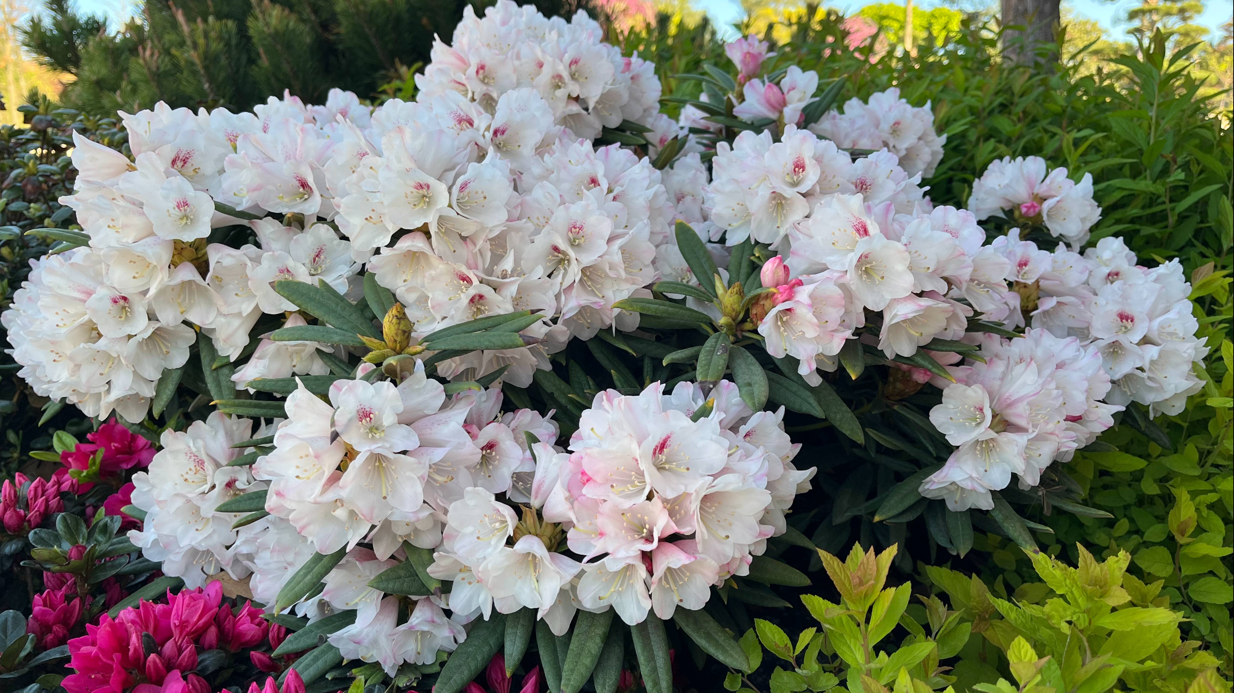 🌸 2025 Рододендроны в парке Галицкого яркие краски Краснодара. смотреть онлайн