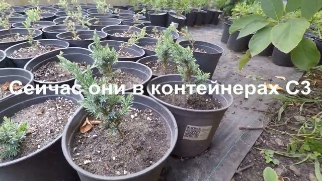 Можжевельник Мейери С3 июль 2024 смотреть онлайн