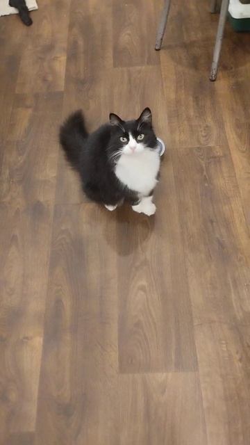 раз два три еда появляется Муренкин 4 Июля 2024. #cat #котик #животные смотреть онлайн