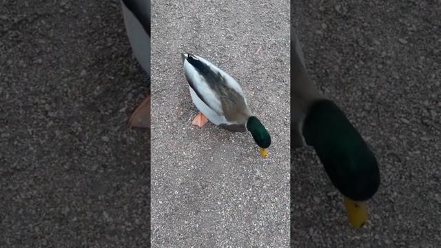 Нашевствие диких уток на пруду👌👍🐾🐥🦃🐸