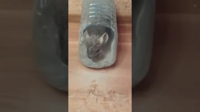 Наш чорний шиншила купається...))) смотреть онлайн