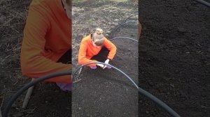 Посев семян томатов 🍅 в парничок!