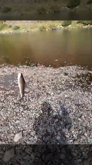 16 сентября хариус клюнул на мушку