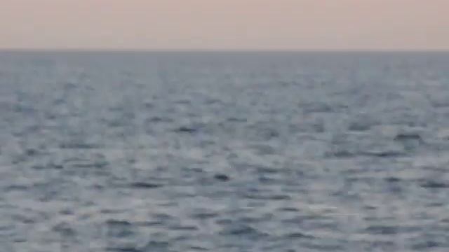 Дельфины в Затоке смотреть онлайн