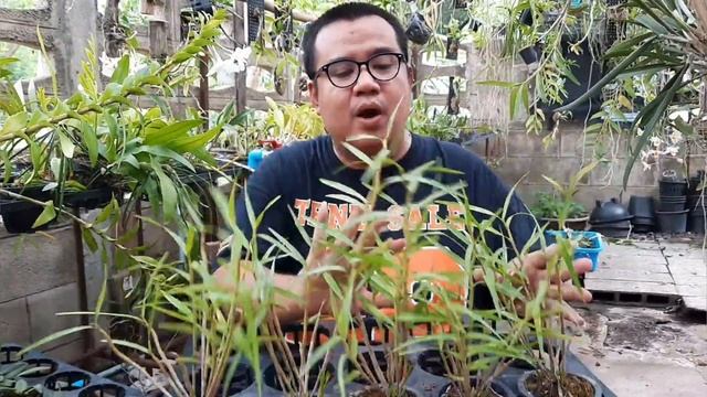 Dimerandra emarginata var.alba กล้วยไม้อเมริกาดอกเผือก ใบเหมือนต้นไผ่ смотреть онлайн