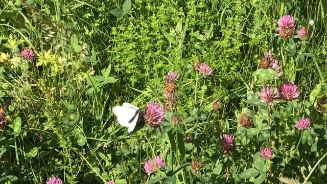 エゾシロチョウ / Aporia crataegi ヴァリス州カルペトラン 2018/05/30 Calpetran Valais, Butterfly of Swiss смотреть онлайн