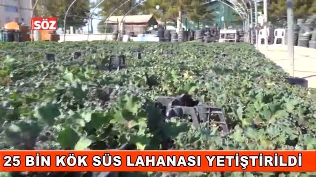 25 Bin Kök Süs Lahanası Yetiştirildi смотреть онлайн